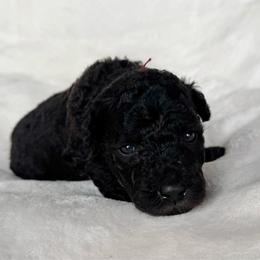 Red Girl - Black female Pumi puppy in Fife Lake, Michigan from Nixie Kennels