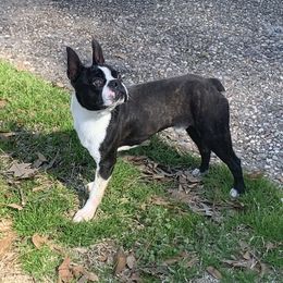 Cash - Boston Terrier