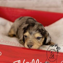 Black and cream dapple - Dapple male Dachshund puppy in Seminary, Mississippi from Down South Mavericks Dachshunds