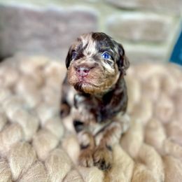 Artemis - Red merle Aussiedoodle puppy in Chattanooga, Tennessee from Remedy Ridge Aussiedoodles