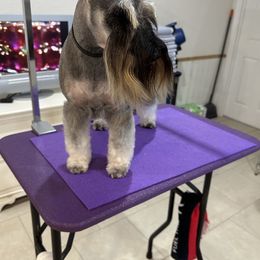 JoJo - Miniature Schnauzer