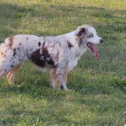 Cora - Australian Shepherd