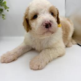 Ducky - Red male Bernedoodle puppy in Hegins, Pennsylvania from Bubbling Springs Doodles, LLC