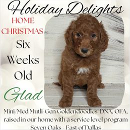 Glad - Red  male Goldendoodle puppy in Scurry, Texas from 07 Seven Oaks Goldens and Doodles