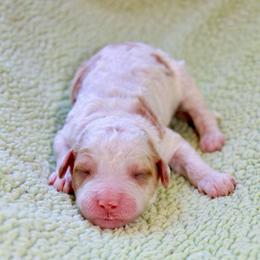 Grumpy - Parti male Goldendoodle puppy in Stockton, California from Port City Doodles