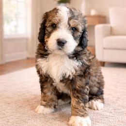 Appalachian - Sable male Bernedoodle puppy in Fort Meade, Florida from Baldwin Dood Ranch