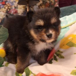 Noctis - Black and tan parti male Pomeranian puppy in Tampa, Florida from Diana's Pomeranians