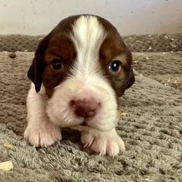 Buddy - Liver white and tan male English Springer Spaniel puppy in Coeur D'alene, Idaho from Springer Hollow