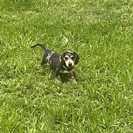 Girl 1 - Dapple female Dachshund puppy in Saint Jo, Texas from Reeves Dashing-Hounds