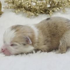 Boy 5 - Pomeranian puppy in Hollywood, California from Hollywood Mini Pets