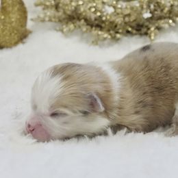 Boy 5 - Pomeranian puppy in Hollywood, California from Hollywood Mini Pets
