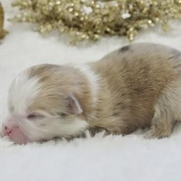 Boy 5 - Pomeranian puppy in Hollywood, California from Hollywood Mini Pets
