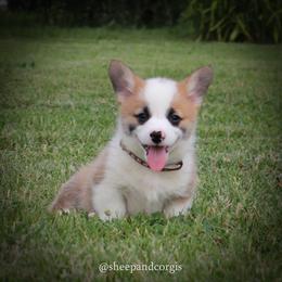 Archie - Sable male Pembroke Welsh Corgi puppy in Wever, Iowa from Sheep and Corgis