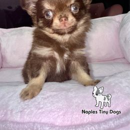 (Tiny) Holly 7,500 - Black and tan female Chihuahua puppy in Naples, Florida from Naples Tiny Dogs