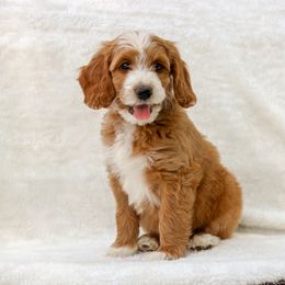 Bernedoodle and Goldendoodle Puppies from Delta Doodles and Poodles