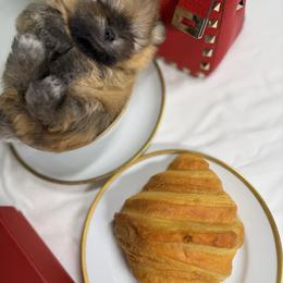 Toffee - Orange sable male Pomeranian puppy in Sacramento, California from Carousel Poodles & Pomeranians