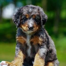 ELF - Merle male Bernedoodle puppy in Dundee, Ohio from Down Home Doodle