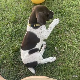 German Shorthaired Pointer and Jack Russell Terrier Puppies from Ivy Creek Kennels