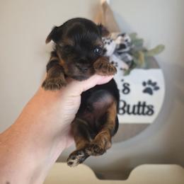 Brice - Black and tan male Yorkshire Terrier puppy in Clermont, Florida from Bella's Prissy Butts