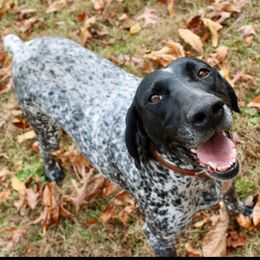 Zora - German Shorthaired Pointer