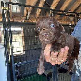 Mini - Chocolate male Labrador Retriever puppy in Newton Grove, North Carolina from Wayalife Labradors & Gsp’s
