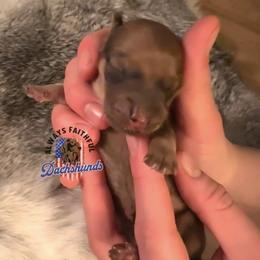 AFDs Ringo - Cream male Dachshund puppy in Waverly, Ohio from Always Faithful Dachshunds