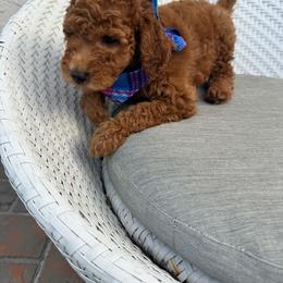 Mark - Red  male Goldendoodle puppy in Davie, Florida from Daviegoldendoodles