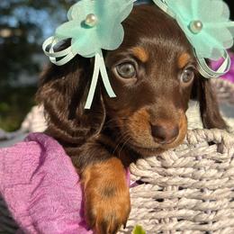 River Long hair - Chocolate and tan female Dachshund puppy in Lakeland, Florida from Elite Doxies Florida