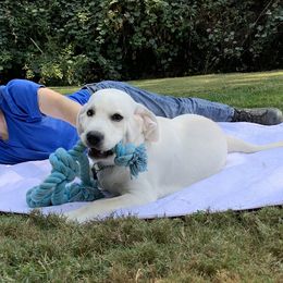 Labrador Retriever All Grown Up from Chateau St. John