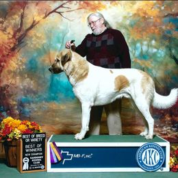 Anatolian Shepherd Dog All Grown Up from Lambkin Lane Farm