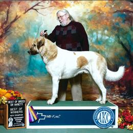 Anatolian Shepherd Dog All Grown Up from Lambkin Lane Farm