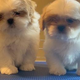Goldendoodle and Shih Tzu Puppies from Shihtzuandoodlenc.LLC