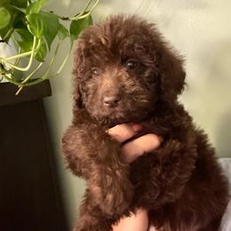 Berry - Chocolate female Labradoodle puppy in Candler, North Carolina from Maple Bakin’ Doodles