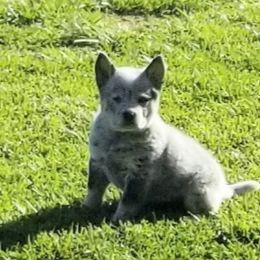 Boy 1 - Australian Cattle Dog puppy in Unicoi, Tennessee from Buffalo Valley AKC Australian Cattle Dogs