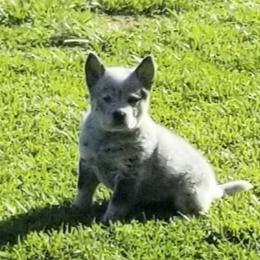 Boy 1 - Australian Cattle Dog puppy in Unicoi, Tennessee from Buffalo Valley AKC Australian Cattle Dogs