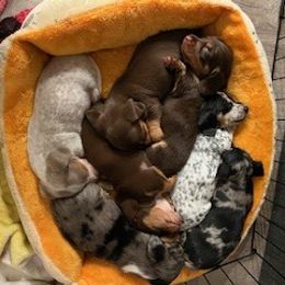 Dachshund Puppies from M & M Breeding