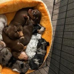 Dachshund Puppies from M & M Breeding