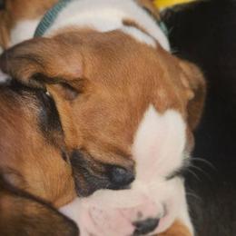 DARK GREEN COLLAR - Fawn male Boxer puppy in Gloucester, Virginia from Keen Boxers