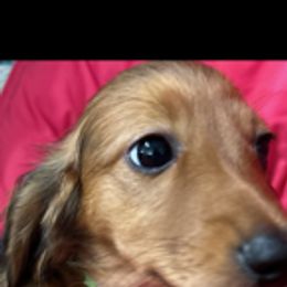 Dachshund Puppies from PeacocksDachs