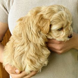 Aussiedoodle and Miniature Schnauzer Puppies from Cedar Creek Ranch