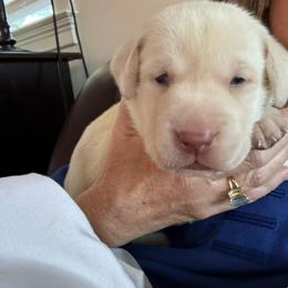 Butter - Yellow male Labrador Retriever puppy in Elkmont, Alabama from Sleepy Hound Farm