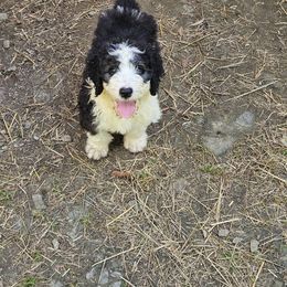 Chief-born on Memorial Day - Brown and white male Sheepadoodle puppy in Falls Creek, Pennsylvania from By Well Kennels