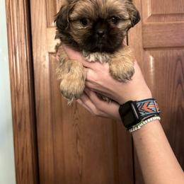Shih Tzu Puppies from D’s Shih Tzu