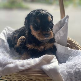 Aussiedoodle Puppies from Danie’s Doggie Den