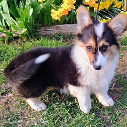 Anneli - Black and tan Pembroke Welsh Corgi puppy in Ellensburg, Washington from Faery Mount Farm