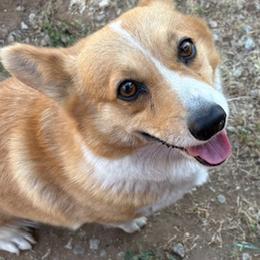 Pumpkin - Fawn female Pembroke Welsh Corgi puppy in Riverside, California from Four Aces Corgis