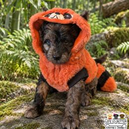 Ned - Merle male Goldendoodle puppy in Rockledge, Florida from Bellady's Shihpoos