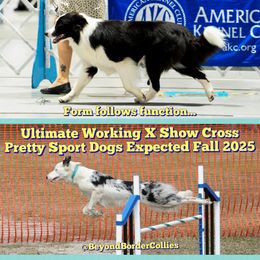 Border Collie puppies from Beyond Border Collies