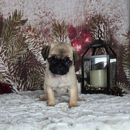 Sparkle - Fawn female Pug puppy in Atwood, Illinois from Peace Road Puppies