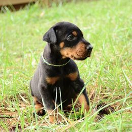 Styx - Black and rust male Doberman Pinscher puppy in Toney, Alabama from Bhon Mhuir Dobermanns